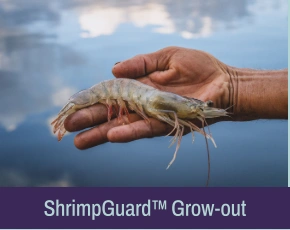Feed-based readiness and health
                                                                       support through stress and disease-risk
                                                                       windows in grow-out stages.